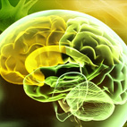 The Science Behind Alpha Brain™