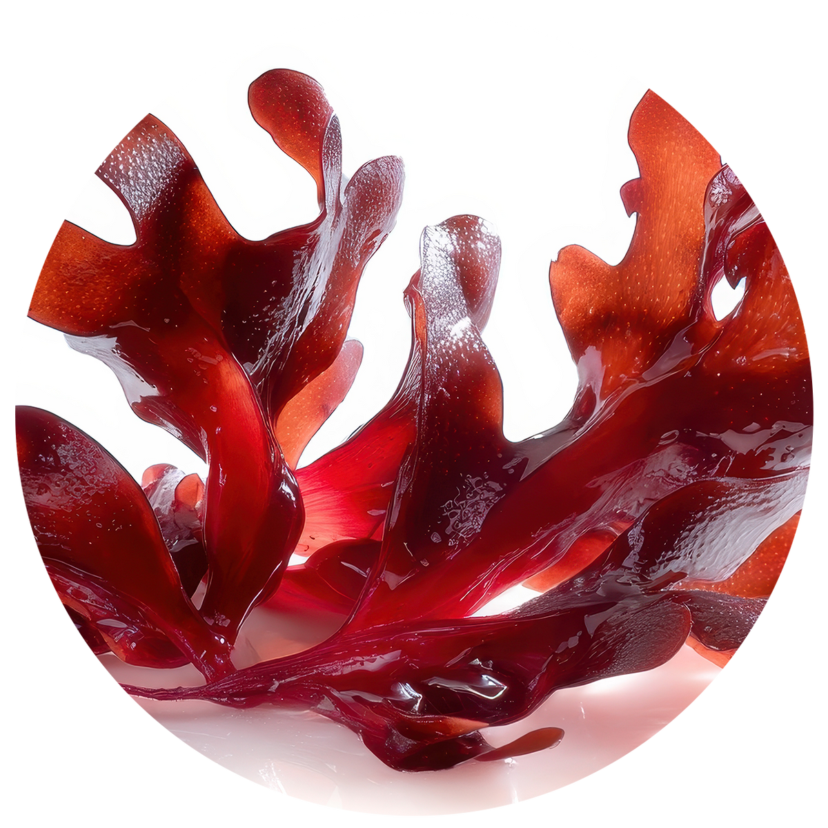 Close-up of glossy red seaweed fronds against a bright white background