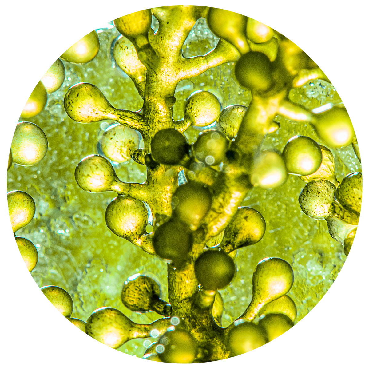 Abstract close-up of yellow and green oily bubbles and droplets in liquid