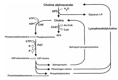 Enhancing cholinergic neurotransmission with Alpha-GPC